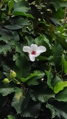 Dillenia philippinensis