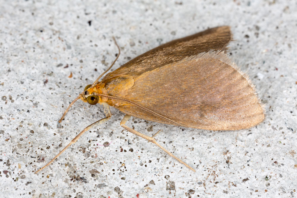 Evergestis aenealis