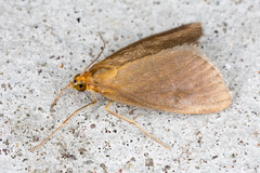 Evergestis aenealis