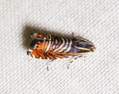 Thaumatographa jonesi