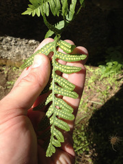 Polypodium calirhiza