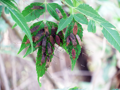 Paradasynus longirostris