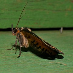 Fodina ostorius