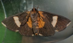 Fodina ostorius
