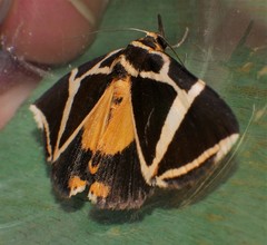 Fodina ostorius