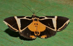 Fodina ostorius