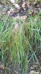 Melica californica