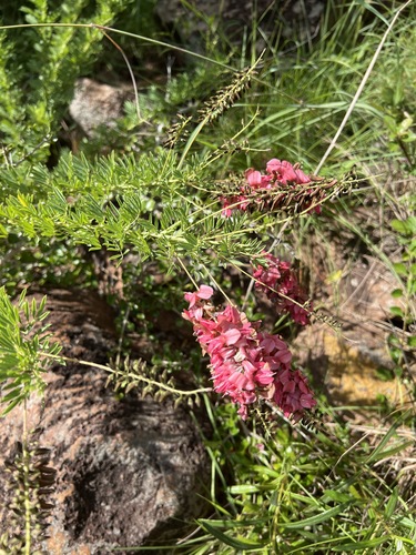 Indigofera rostrata image