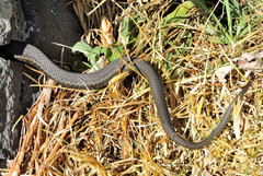 Thamnophis melanogaster