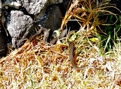 Thamnophis melanogaster