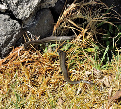 Thamnophis melanogaster