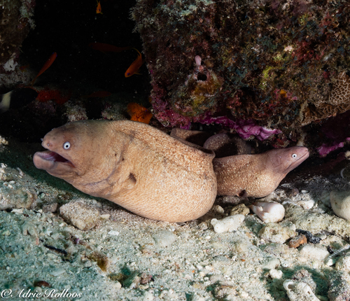 White-eyed Moray — seen at this dive site