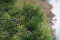Pinus densiflora