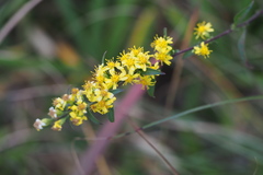 Solidago virgaurea asiatica