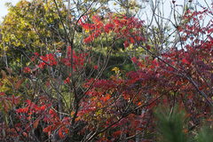 Toxicodendron succedaneum