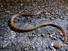 Leptodeira polysticta