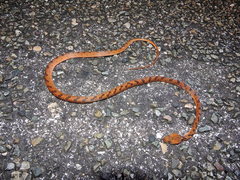 Leptodeira polysticta