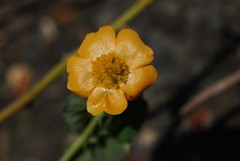 Abutilon guineense