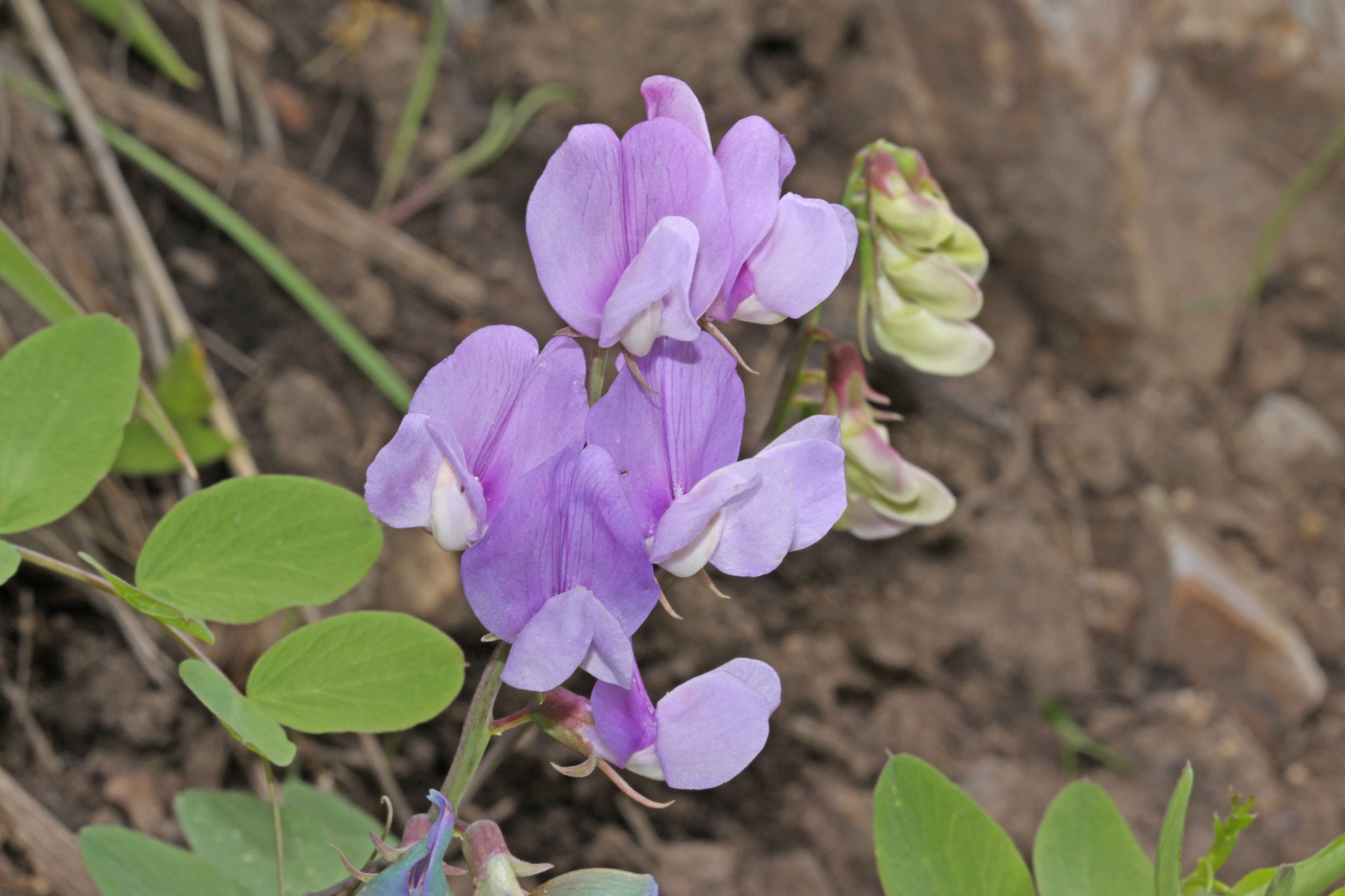 Lathyrus pauciflorus var. utahensis