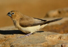 African Silverbill photo 1