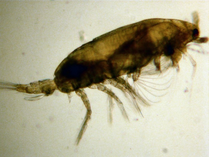 Acartia tonsa