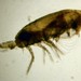 Acartia - Photo (c) WoRMS Editorial Board, algunos derechos reservados (CC BY-NC-SA)