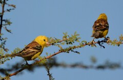 Sudan Golden Sparrow photo 4