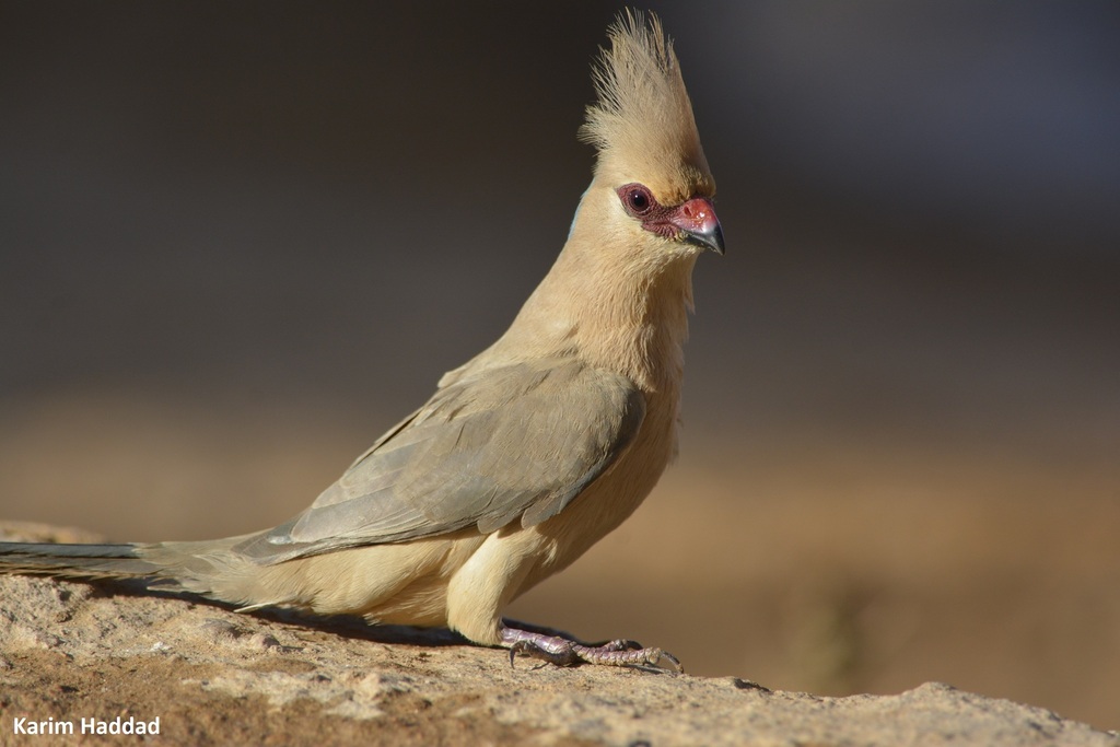 Blue-naped Mousebird photo
