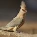 Blue-naped Mousebird - Photo (c) Karim Haddad, some rights reserved (CC BY), uploaded by Karim Haddad