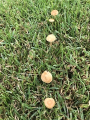 Marasmius oreades image