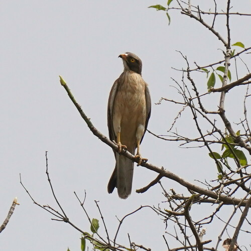 Grasshopper Buzzard