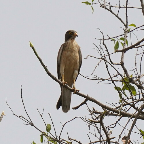 Grasshopper Buzzard (Butastur rufipennis), photo 8