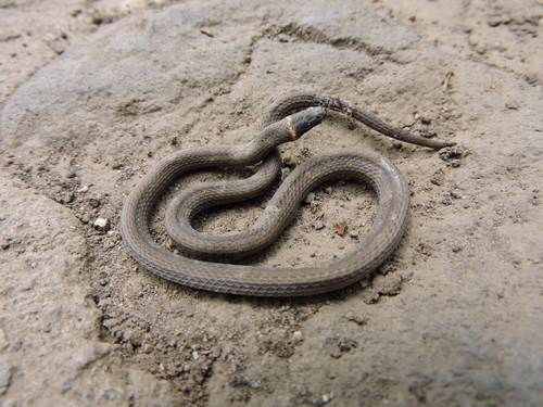 Deppe's Centipede Snake