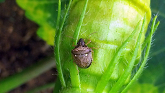 Eysarcoris guttigerus