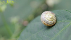 Chosenelix problematica