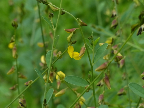 Crotalaria montana iNat (2)