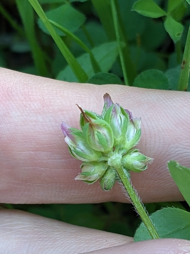 Image of Bejar Clover by (c) Eric Knight, some rights reserved (CC BY)