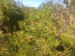 Serruria foeniculacea