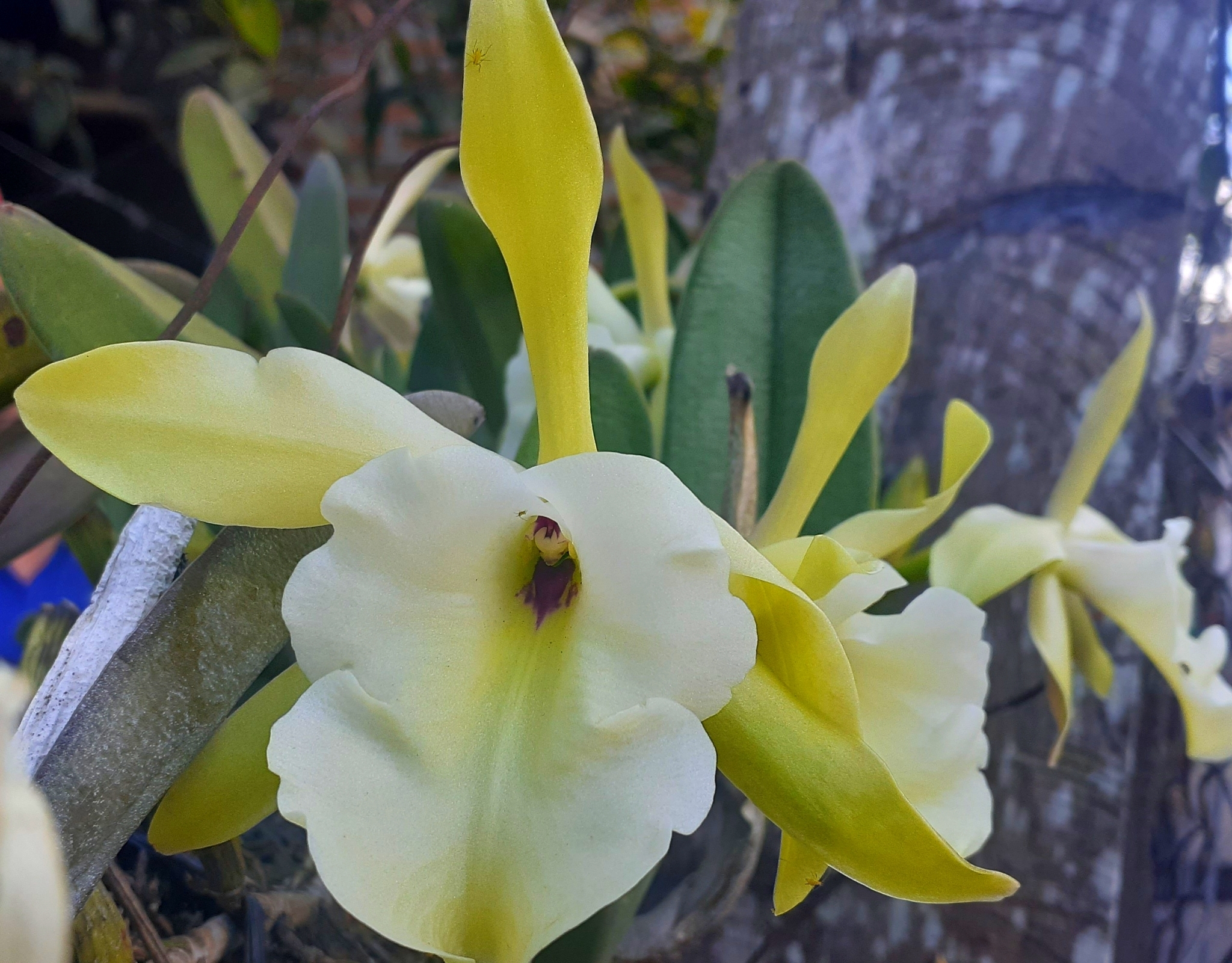 Glaucous Beaked Laelia (Rhyncholaelia glauca)