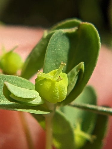 Image of Euphorbia texana by (c) Eric Knight, some rights reserved (CC BY)