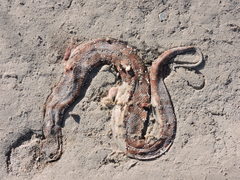 Agkistrodon russeolus