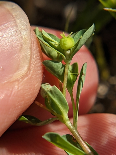 Image of Euphorbia texana by (c) Eric Knight, some rights reserved (CC BY)