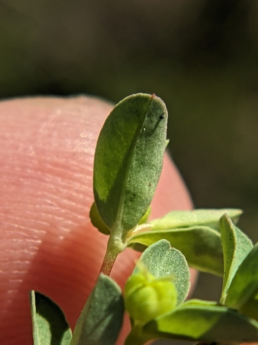 Image of Euphorbia texana by (c) Eric Knight, some rights reserved (CC BY)