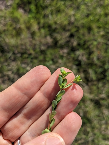 Image of Euphorbia texana by (c) Eric Knight, some rights reserved (CC BY)