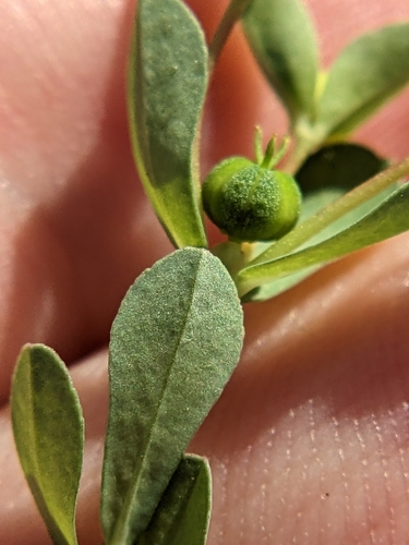 Image of Euphorbia texana by (c) Eric Knight, some rights reserved (CC BY)