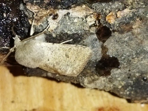 Small Quaker photo 5