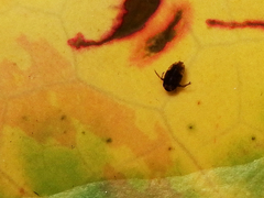 Micronecta quadristrigata