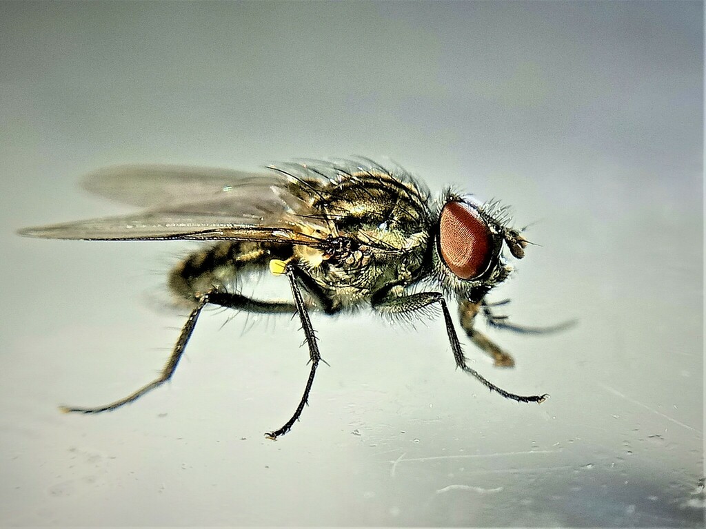 Paregle audacula