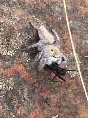 Phidippus octopunctatus