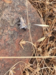 Phidippus octopunctatus